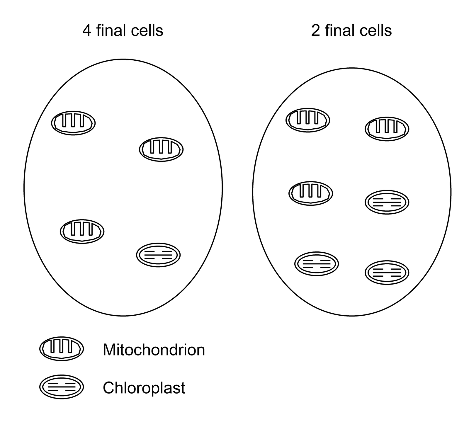 Two prospective daughter cells are shown. The left is labelled 4 final cells and contains three mitochondria and one chloroplast. The right is labelled 2 final cells and contains three mitochondria and three chloroplasts.