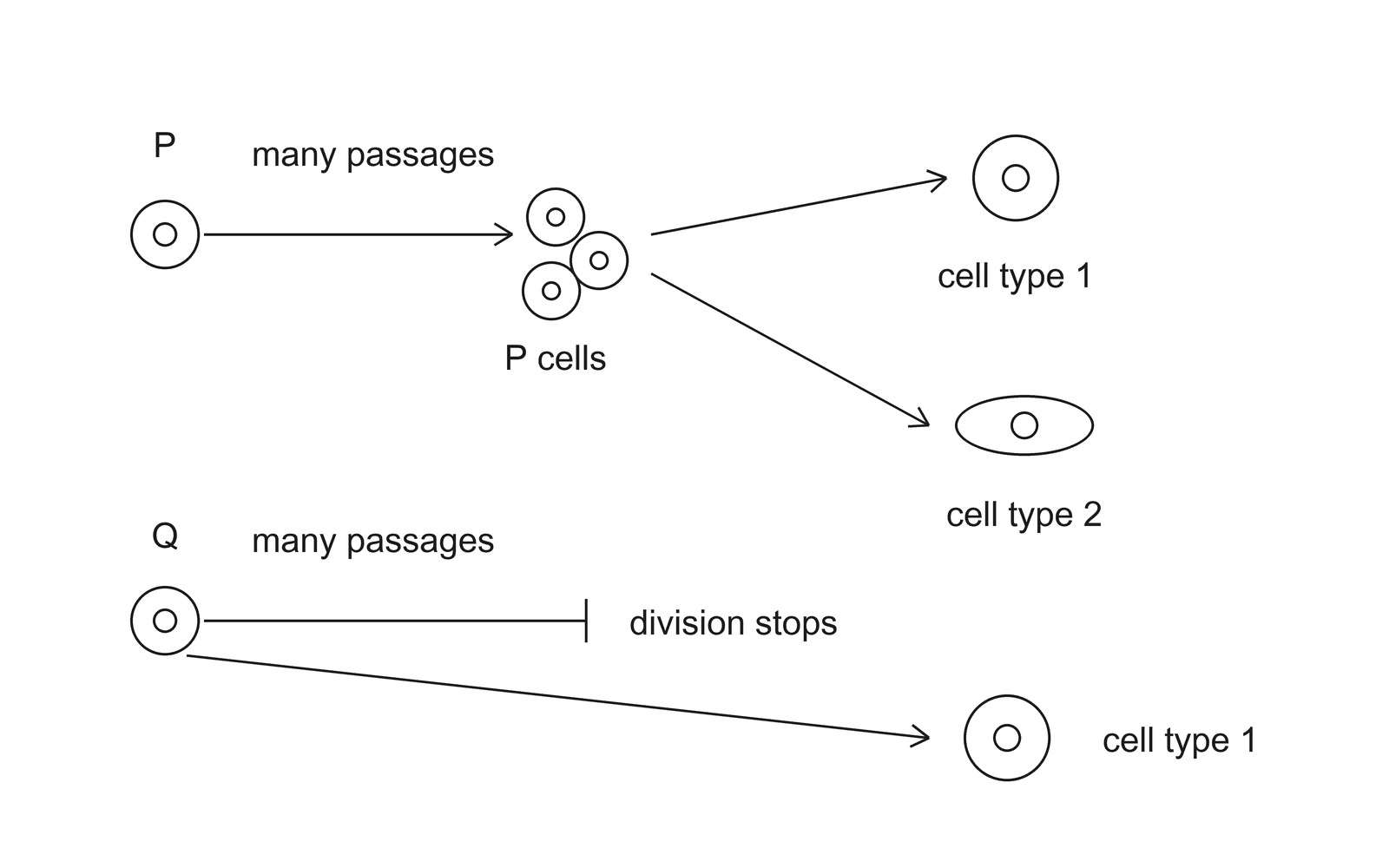 Culture outcomes for cells P and Q