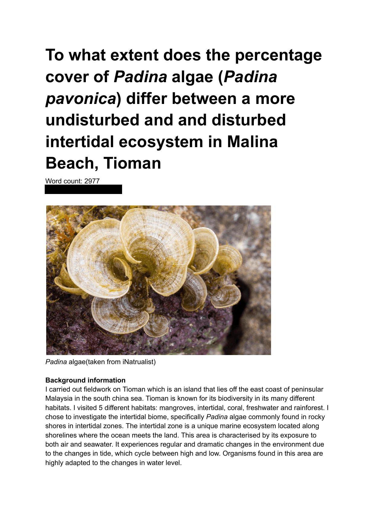 To what extent does the percentage cover of Padina algae (Padina pavonica) differ between a more undisturbed and and disturbed intertidal ecosystem in Malina Beach, Tioman - Biology IA exemplar scored 4