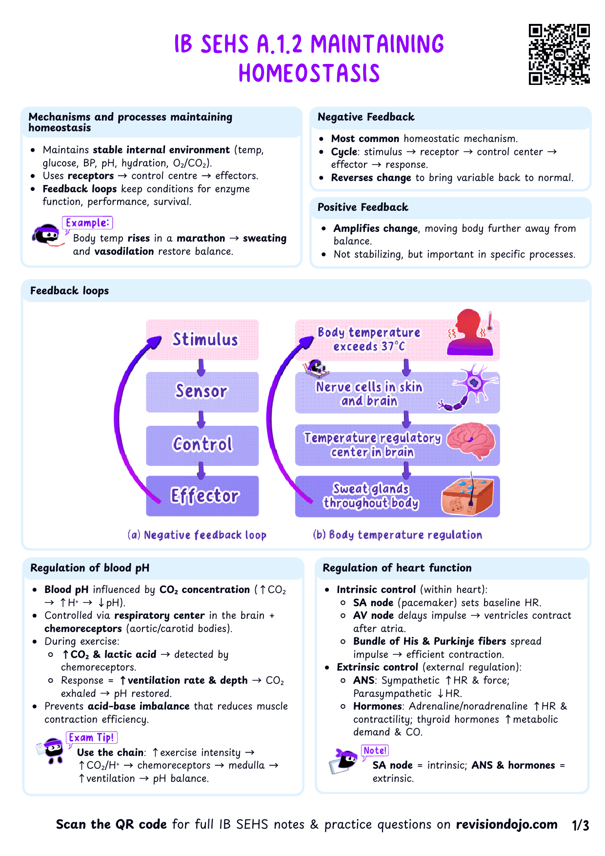 IB SEHS A.1.2 Maintaining homeostasis Cheatsheet - PDF cheatsheet preview