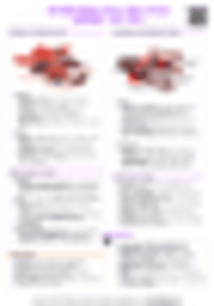 IB History Authoritarian States: Adolf Hitler (Germany, 1933–1945) - PDF cheatsheet preview