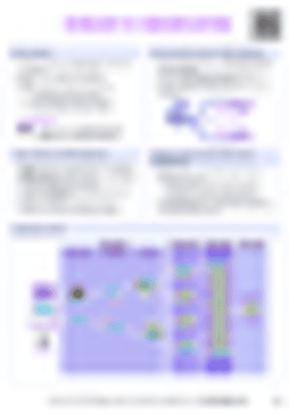 IB Bio D1.1 DNA replication Cheatsheet - PDF cheatsheet preview