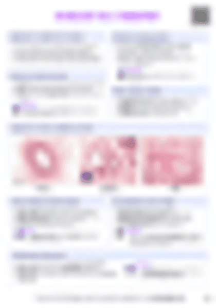 IB Bio B3.2 Transport Cheatsheet - PDF cheatsheet preview