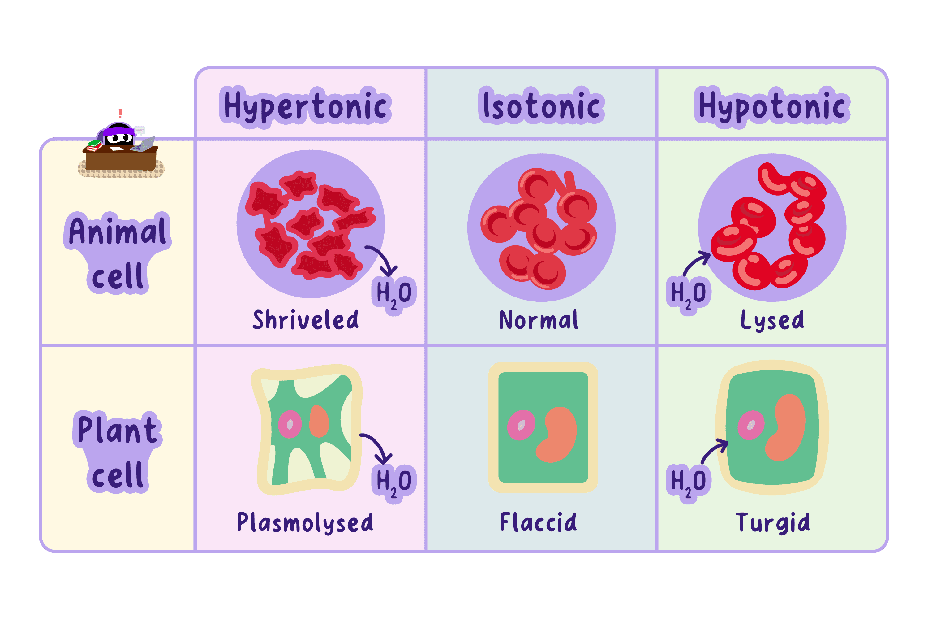 IB Biology Topic D2.3.6 Effects of Water Movement on… | RevisionDojo