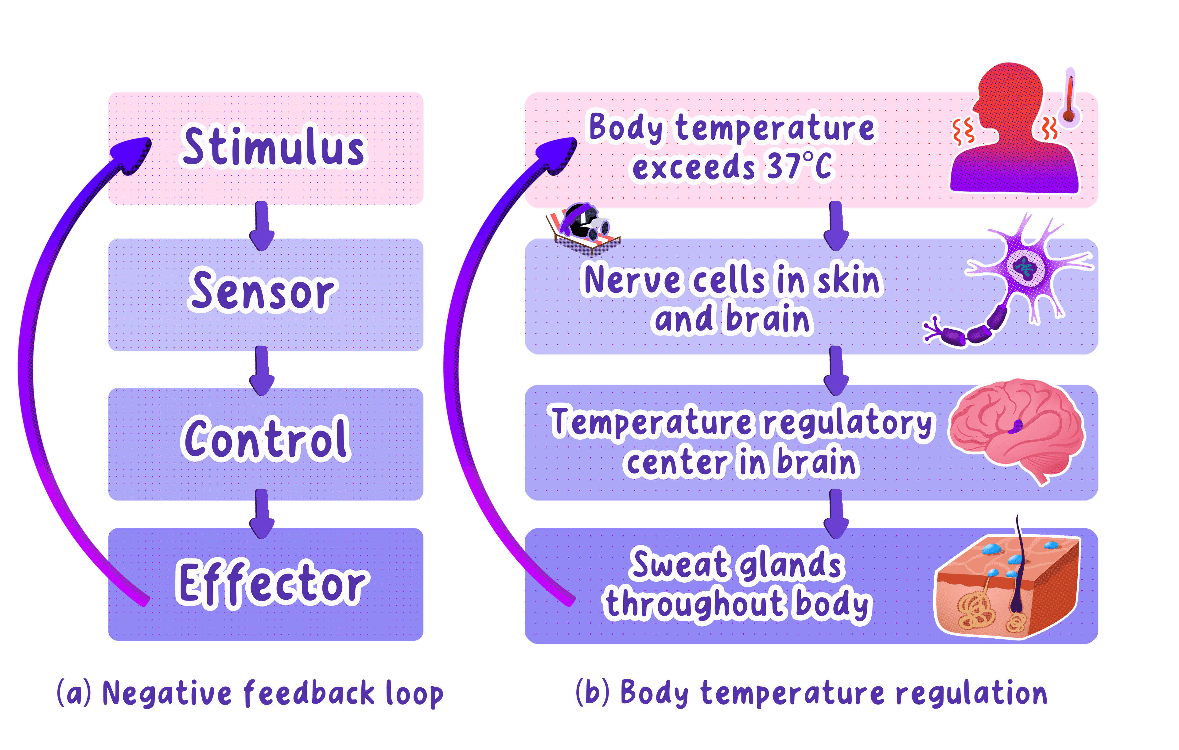 IB Biology Topic D3.3.2 Negative Feedback Loops in Homeostasis Revision ...