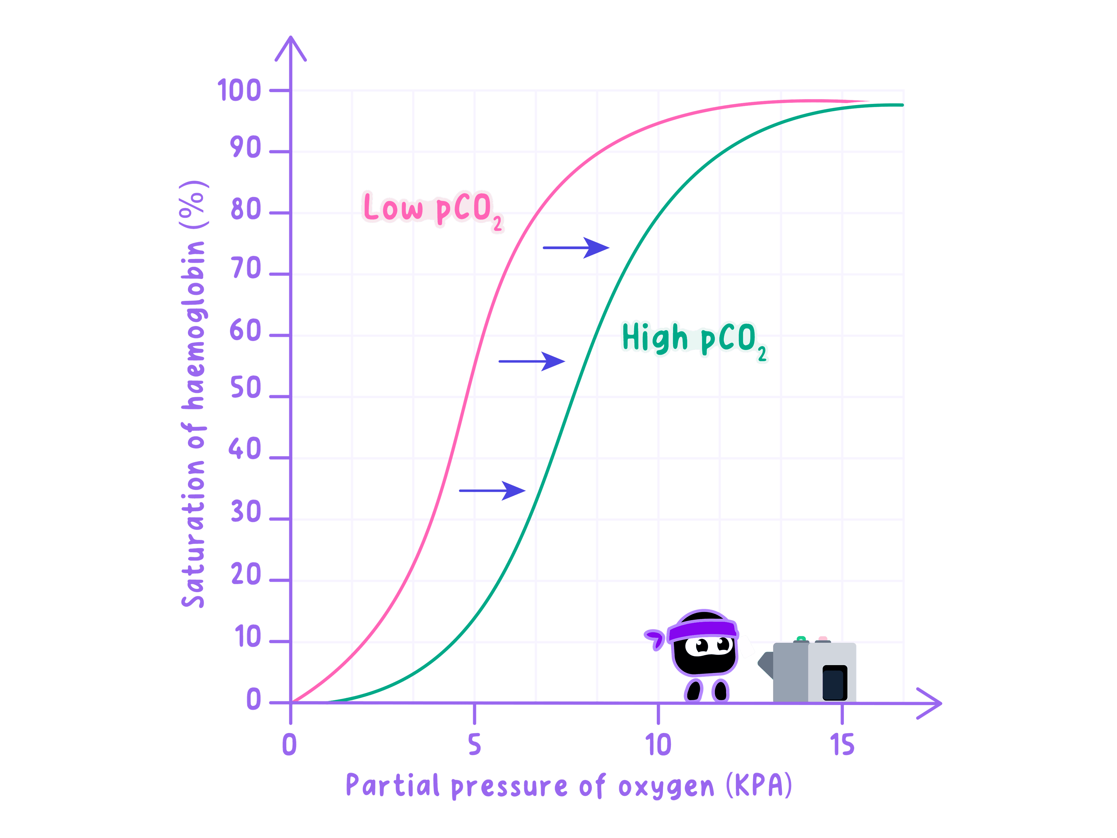 Boiler O2 Curve IB Biology Topic B3.1.13 Oxygen Dissociation Curves… | RevisionDojo