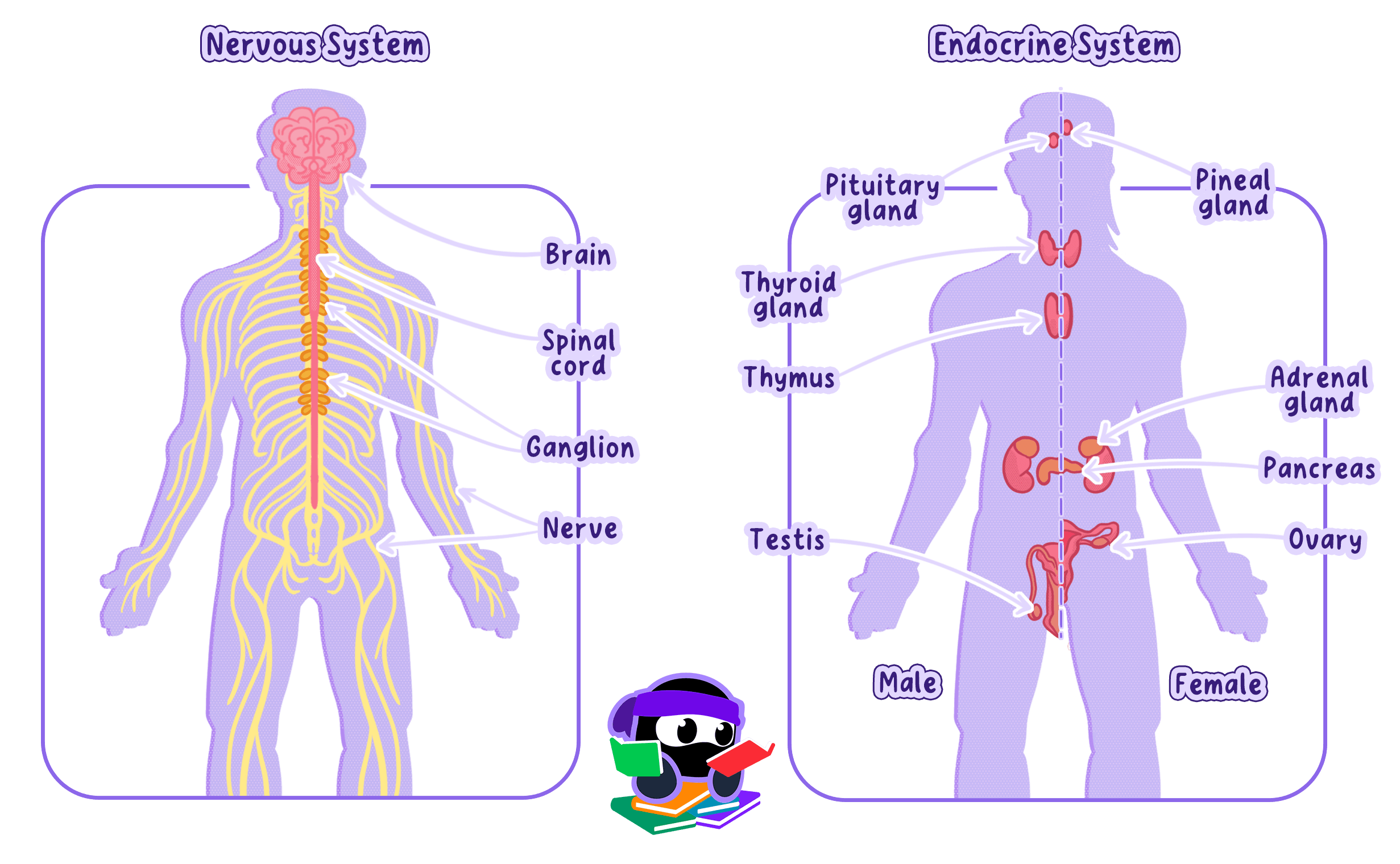 Orgains Topic IB Biology Topic C3.1.3 Integration of Organs in… | RevisionDojo