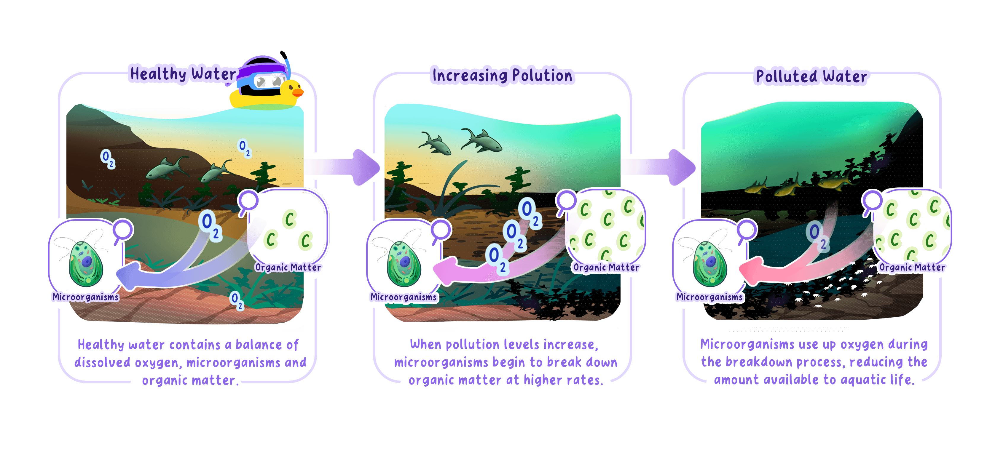 Decomposition System.drawing IB Environmental systems and societies Topic 4.4B… | RevisionDojo