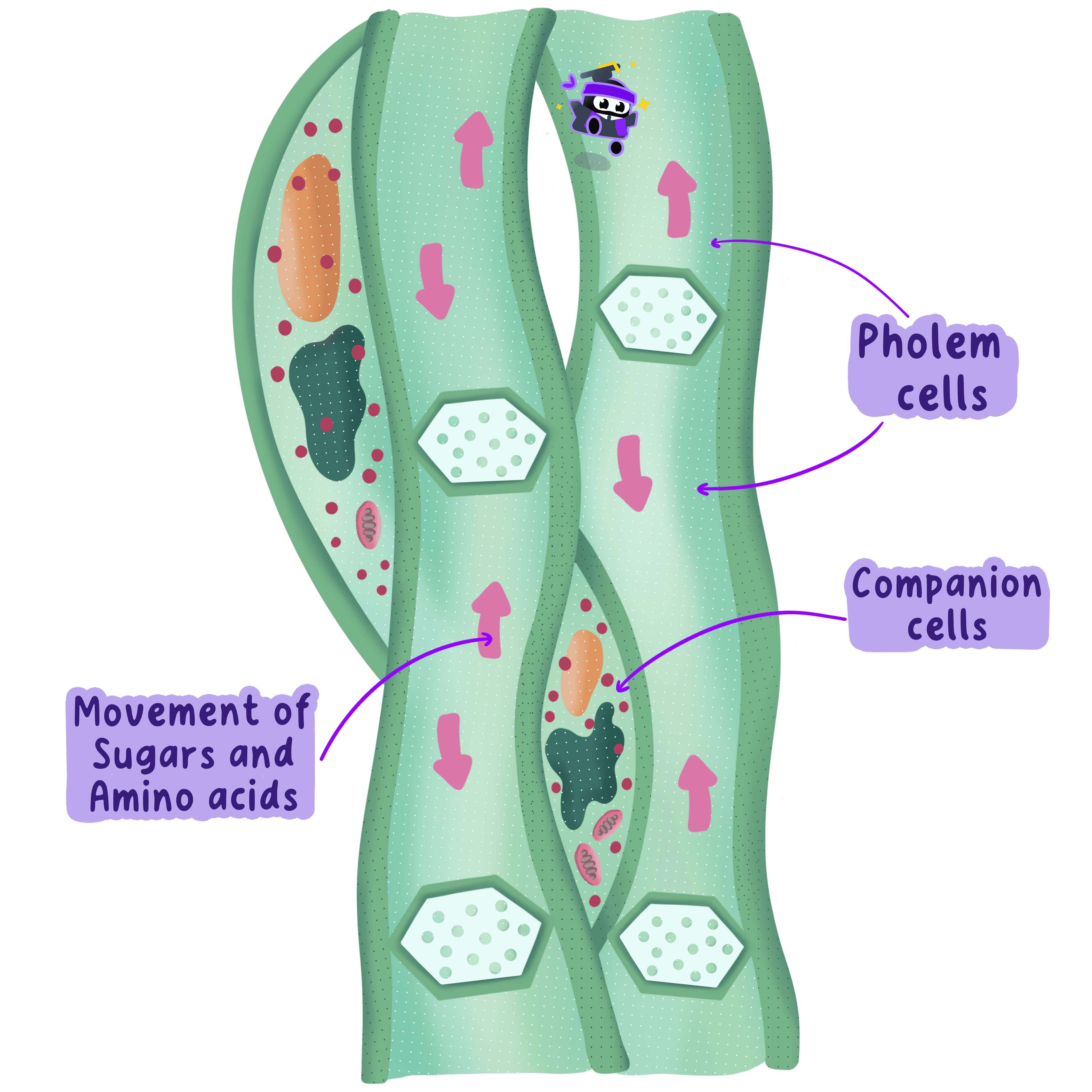 Translocation Process Companion Cell IB Biology Topic B3.2.18 Adaptations of Phloem Sieve… | RevisionDojo