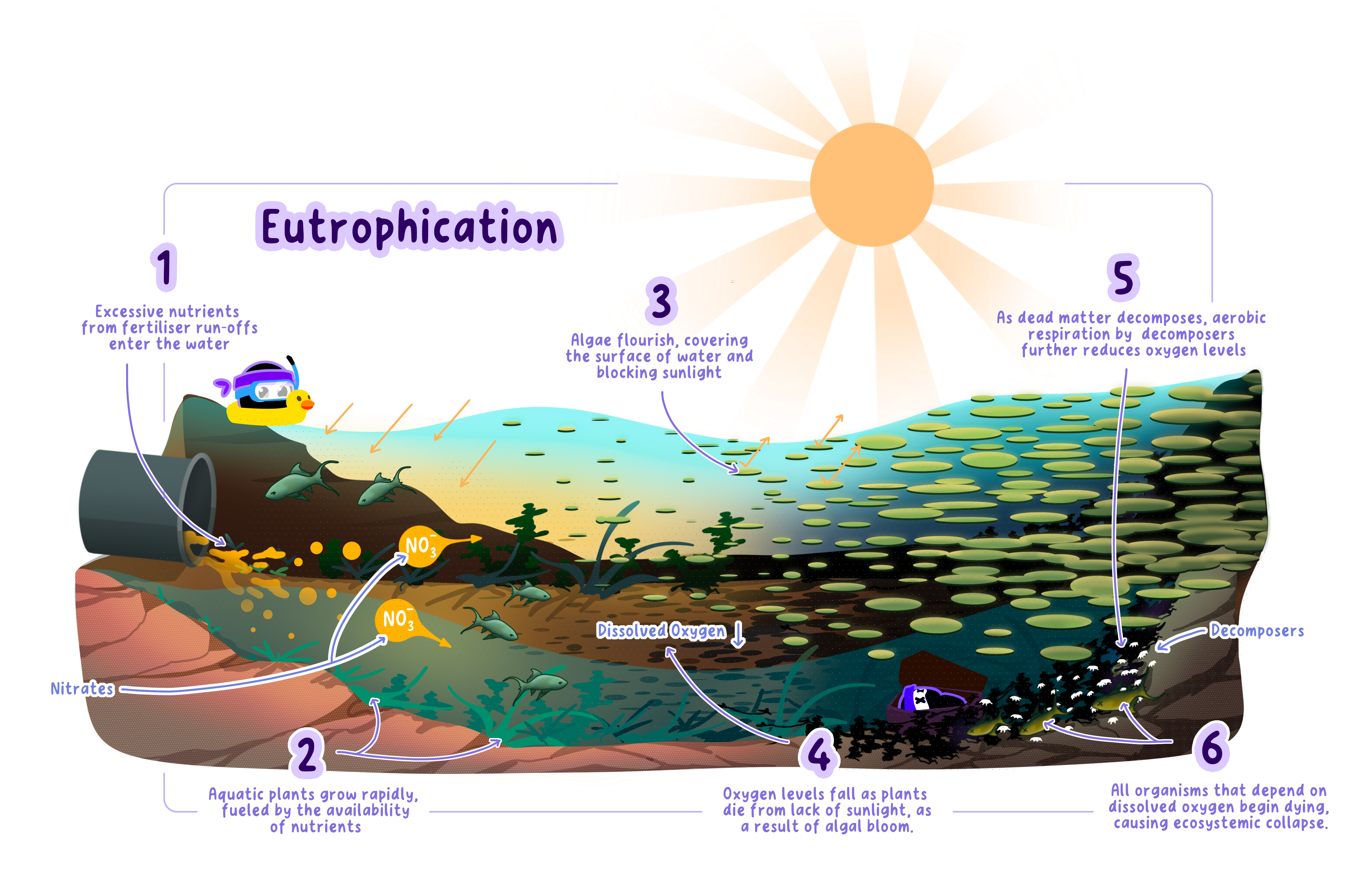 Decomposition System.drawing IB Environmental systems and societies Topic 4.4B… | RevisionDojo