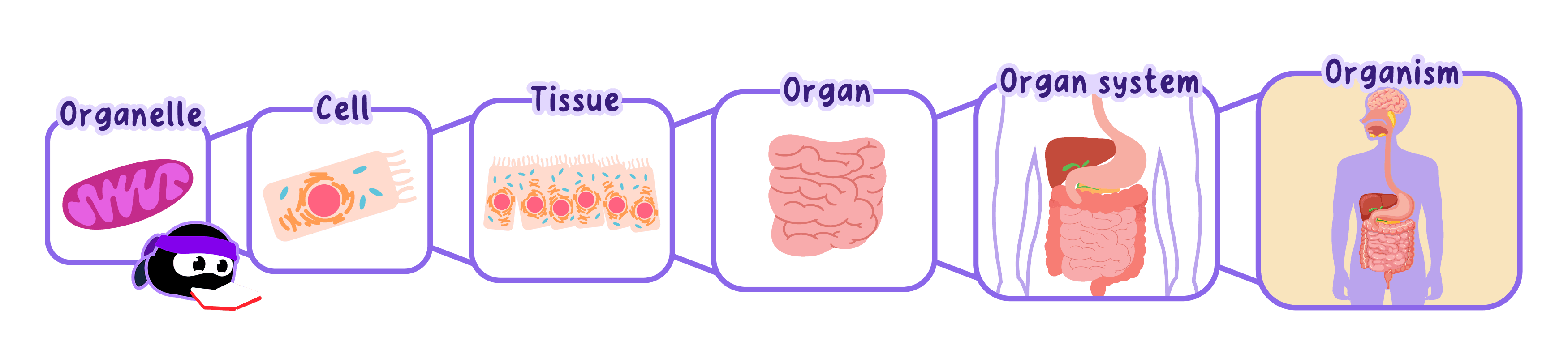 Orgains Topic IB Biology Topic C3.1.2 Cells, Tissues, Organs and… | RevisionDojo